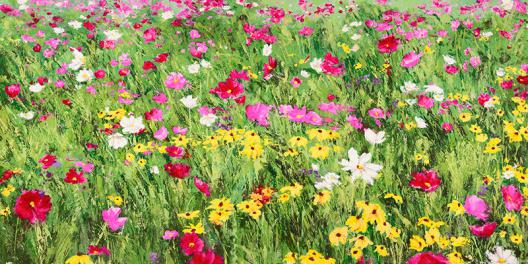 Field of Flowers