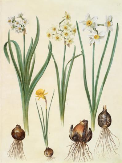 Narcissus