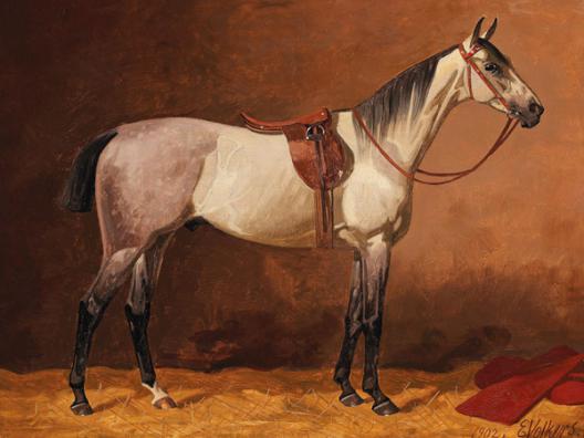 Saddled sport horse