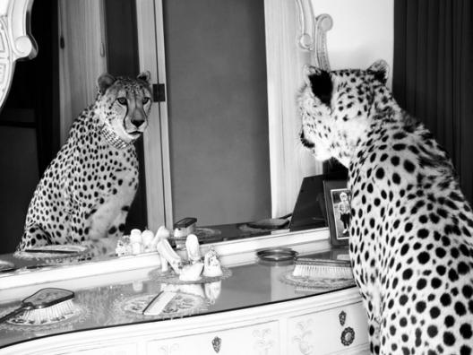 Cheetah looking in mirror