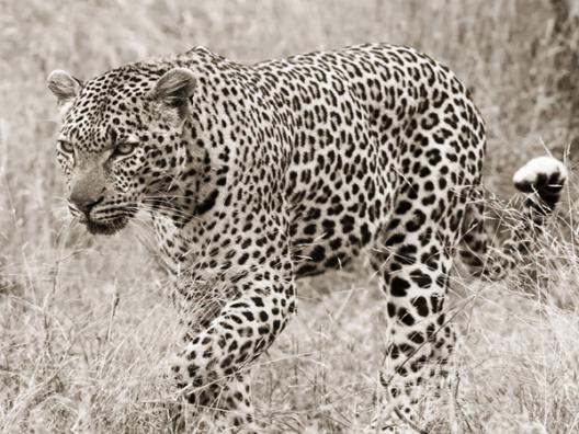 Leopard hunting