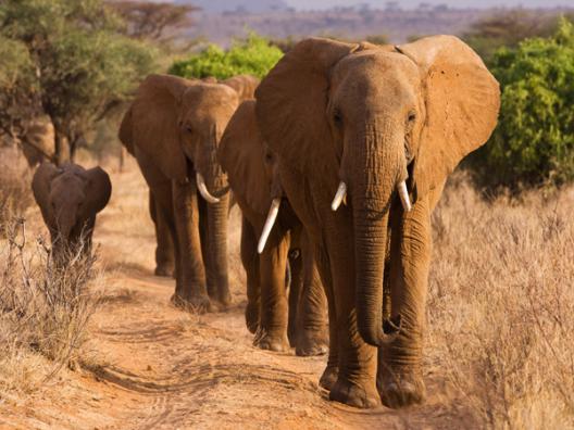 Herd of African Elephants, Kenya