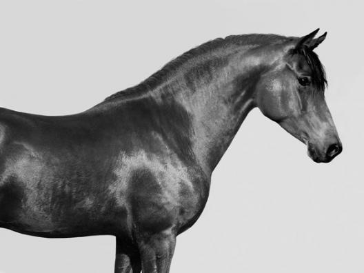 Orpheus, Arab Horse