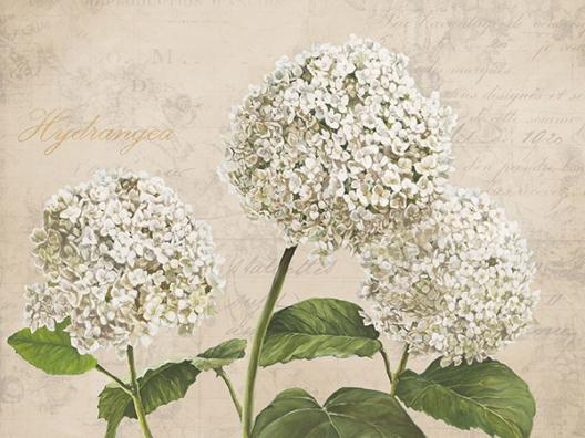 Hydrangeas I (Neutre)