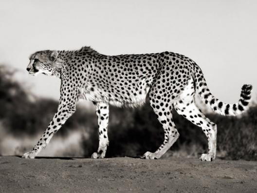 Cheetah, Namibia, Africa