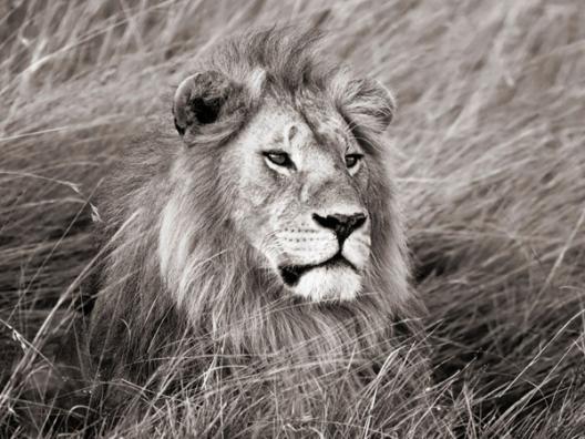 African lion, Masai Mara, Kenya