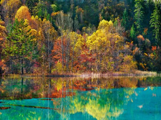 Forest in autumn colours, Sichuan, China