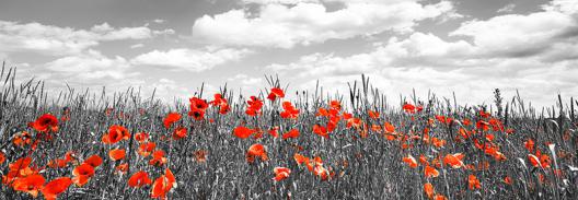 Poppies in corn field, Bavaria, Germany