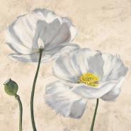 Poppies in White I