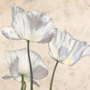 Poppies in White II