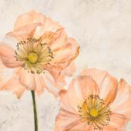Poppies in Pink I
