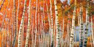 Betulle d´autunno