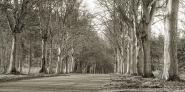 Tree Lined Road, Norfolk, UK