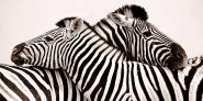 Zebras in love