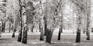 Birches in a Park