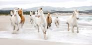 Horses on the beach (detail)