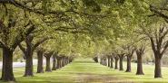 Rows of trees bordering greensward (detail)