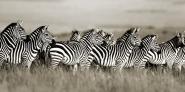 Grant´s zebra, Masai Mara, Kenya