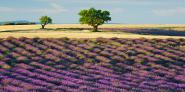 Lavender field and almond tree, Provence, France