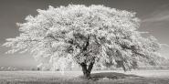 Lime tree with frost, Bavaria, Germany