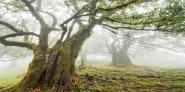 Laurel forest in fog, Madeira, Portugal