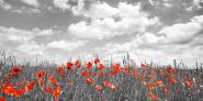 Poppies in corn field, Bavaria, Germany