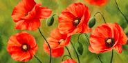 Field of Poppies