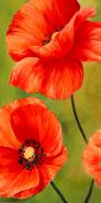 Poppies in the wind I
