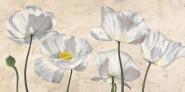 Poppies in White