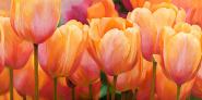 Summer Tulips