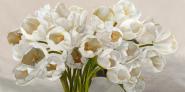 Tulipes blanches