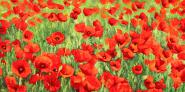 Poppy Field