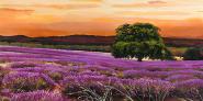 Campo di lavanda