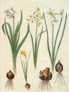 Narcissus