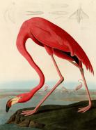American Red Flamingo