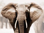 African Elephant