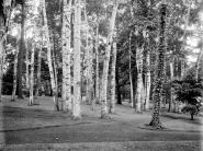 Among the birches