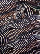 Zebras in Samburu National reserve, Kenya
