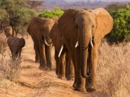 Herd of African Elephants, Kenya