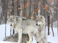 Grey wolves huddle together during a snowstorm, Quebec