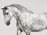 Leia, Andalusian Pony