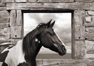 Painted Horse (BW)