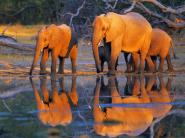 African elephants, Okavango, Botswana