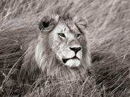 African lion, Masai Mara, Kenya