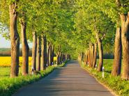 Lime tree alley, Mecklenburg Lake District, Germany