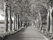 Lime tree alley, Mecklenburg Lake District, Germany