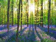Beech forest with bluebells, Belgium
