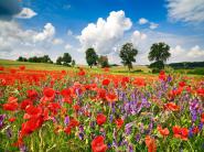 Poppies and vicias in meadow, Mecklenburg Lake District, Germany