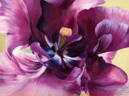 Purple tulip close-up
