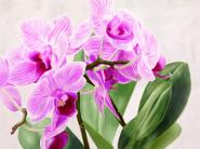 Orchidee selvagge